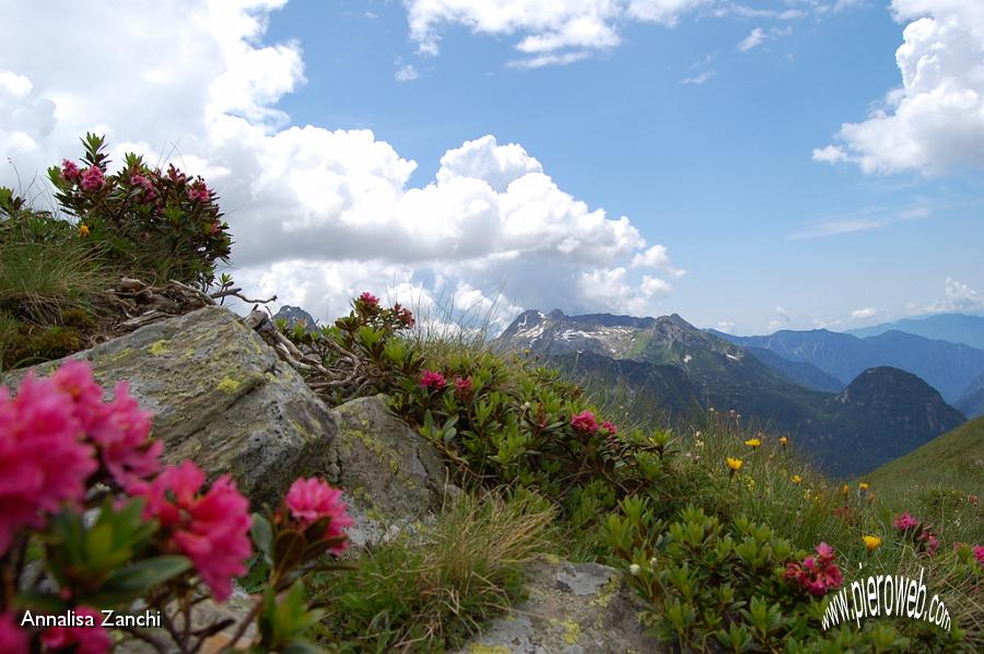 18 Scorci tra fioriture di rododendri.JPG